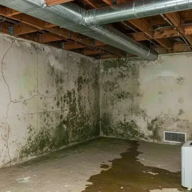 Professional Mold Removal in Saint Peters, MO